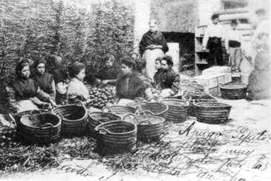 Orange harvesting at the turn of the century